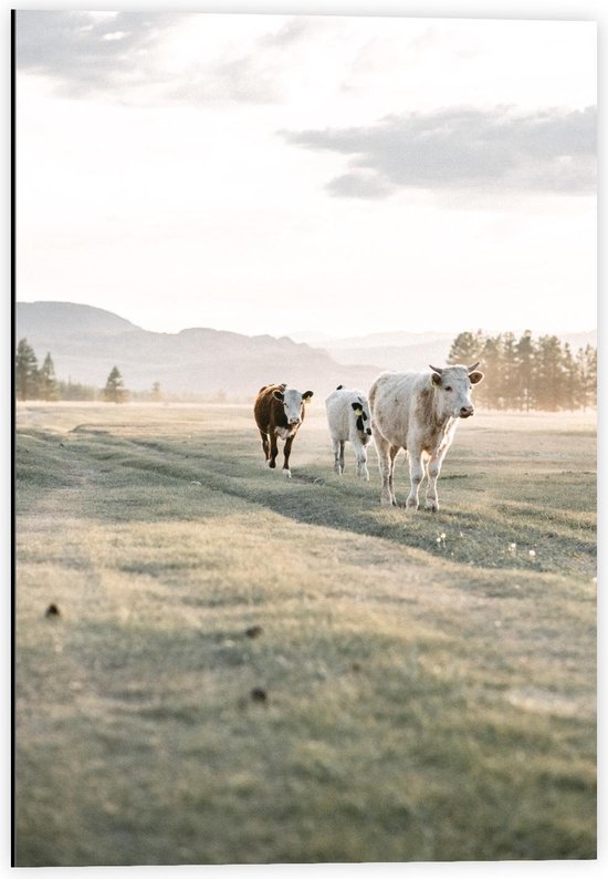 Dibond - Koeien in Grasveld - 40x60cm Foto op Aluminium (Met Ophangsysteem)