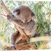 Acrylglas - Slapende Koala in Boom - 100x100cm Foto op Acrylglas (Met Ophangsysteem)