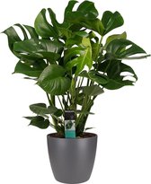 Monstera Deliciosa - Elho Brussels Antracite - Vers Van De Kweker - ↨ 70cm - ⌀ 24cm - [Mama's Planten]