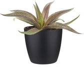 Mangave ‘Redwing’ ® In ELHO Brussels Round (zwart) - Vers Van De Kweker - ↨ 15cm - ⌀ 18cm - [Mama's Planten]