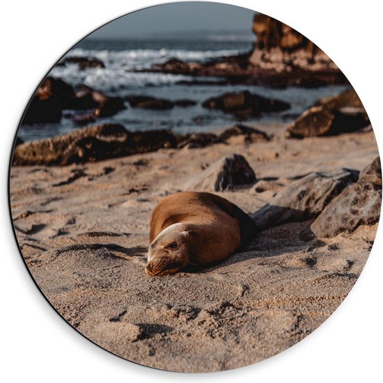 Dibond Wandcirkel - Rustende Zeehond op het Strand - 30x30cm Foto op Aluminium Wandcirkel (met ophangsysteem)