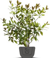 Magnolia struik | Magnolia grandiflora | Hoogte: 140-160 cm