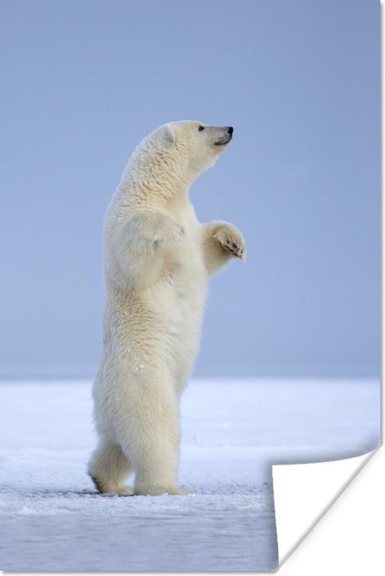 IJsbeer loopt op zijn achterpoten 20x30 cm - klein - Foto print op Poster (wanddecoratie woonkamer / slaapkamer)