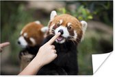 Vinger op de neus van een rode panda 60x40 cm - Foto print op Poster (wanddecoratie woonkamer / slaapkamer)