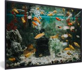 Photo encadrée - Petit poisson dans un cadre photo aquarium noir 90x60 cm - Affiche encadrée (Décoration murale salon / chambre)