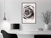 Poster - Structure of Petals-30x45