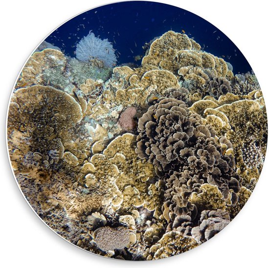 Forex Wandcirkel - Bovenaanzicht van Koraal in de Zee - 50x50cm Foto op Wandcirkel (met ophangsysteem)