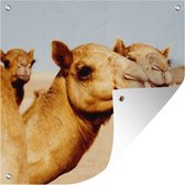 Tuinposters Kamelen op zandvlakte in Dubai - 50x50 cm - Tuindoek - Buitenposter
