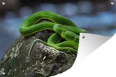 Tuinposters buiten Groene slang op steen - 90x60 cm - Tuindoek - Buitenposter