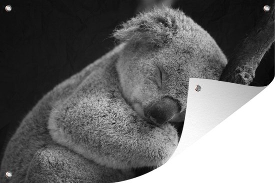 Koala - Tak - Zwart - Tuinposter