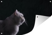 Tuindecoratie Close-up van een witte kat - 60x40 cm - Tuinposter - Tuindoek - Buitenposter