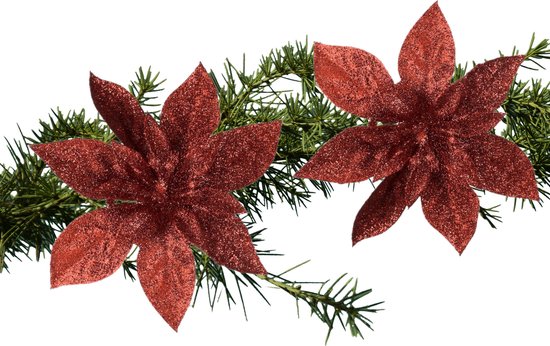 Kerstster; de prachtige kerstbloem Kerstster; de prachtige kerstbloem
