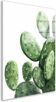 Cactus glas schilderij - Plant schilderij - Schilderij Doornen - Muurdecoratie modern - Plexiglas - Schilderijen acrylglas 50x75 cm