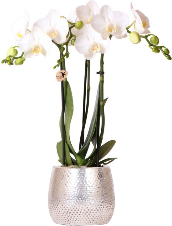 Vlinder Orchidee Amabilis, Kleur Wit, Elite Pot Silver, Bloeiende Kamerplant, Phalaenopsis Orchideeën, Potmaat 09cm