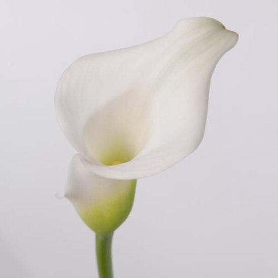 Calla Rudolph 40cm DutchFlowers - Boeket - 10x Calla crystal blush 40cm | bol
