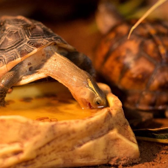 Reptielen Waterbak - Anti-Ontsnapping Kroonbladgekko Voedselbak
