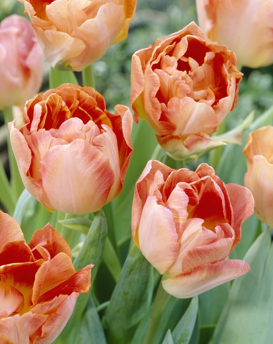 Tulp Charming Lady | 10 stuks | Tulpenbollen
