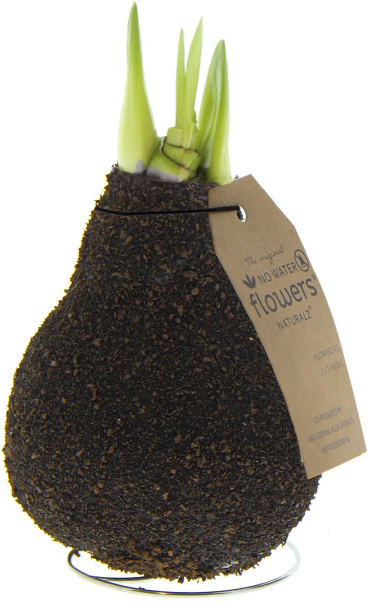 NWF Naturalz Corkz Dark Brown