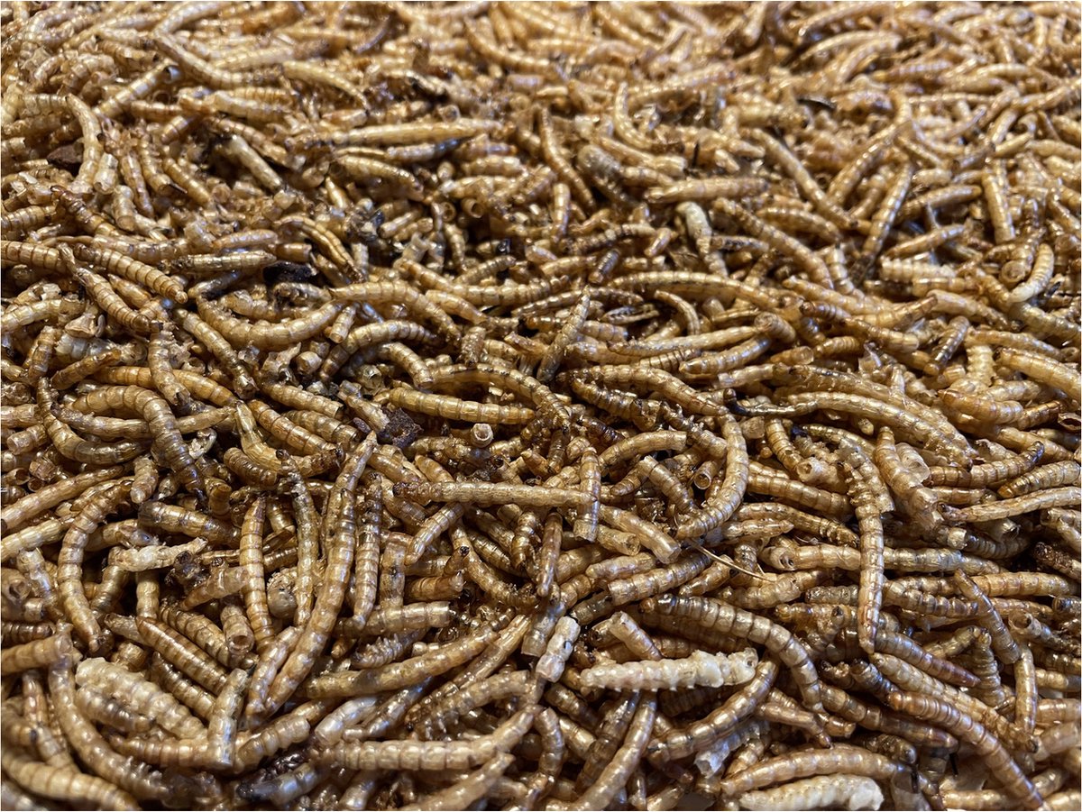 Allbirds&Co Gedroogde Meelwormen In Emmer - Tuinvogelvoer - 850 g