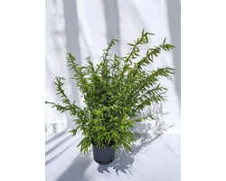 Fargesia Nitida Volcano bamboe plant - 1 stuk - 100+ cm in 5.5 Liter pot (23.5 cm diameter) - Winterhard - Groenblijvend - Bamboe - Fargesia - Bamboe plant