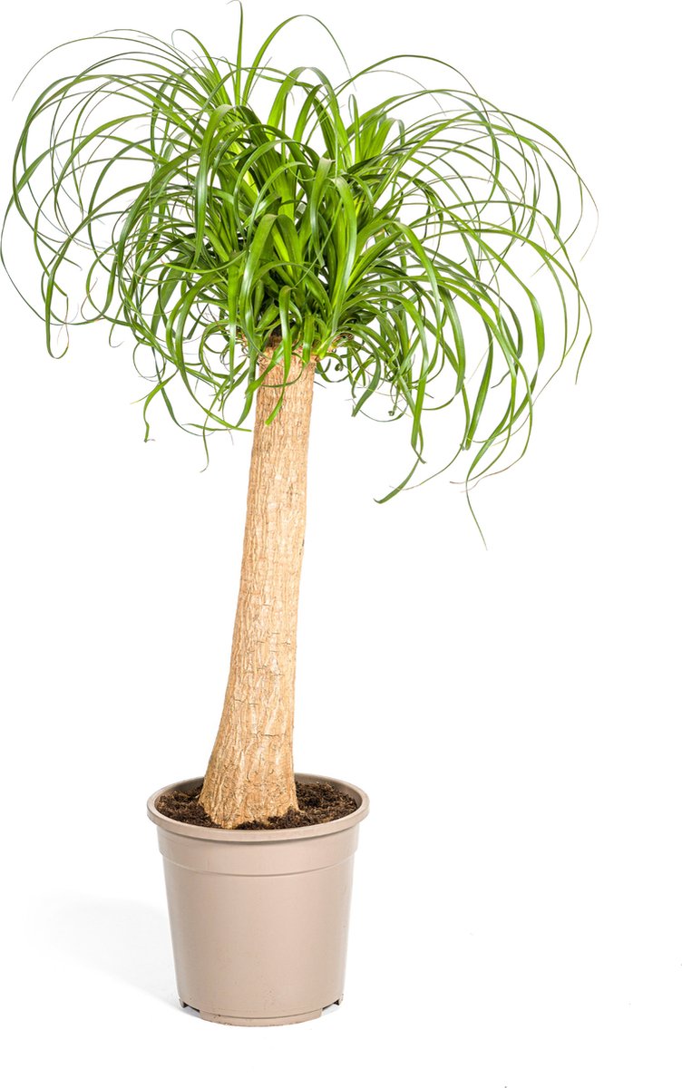 Green Harmony | Beaucarnea Recurvata Stam Ø24cm - 90-100cm