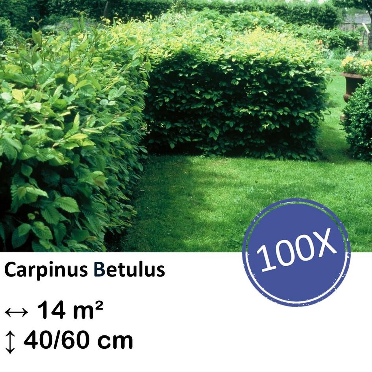 Green Harmony| Carpinus Betulus - Kale wortel