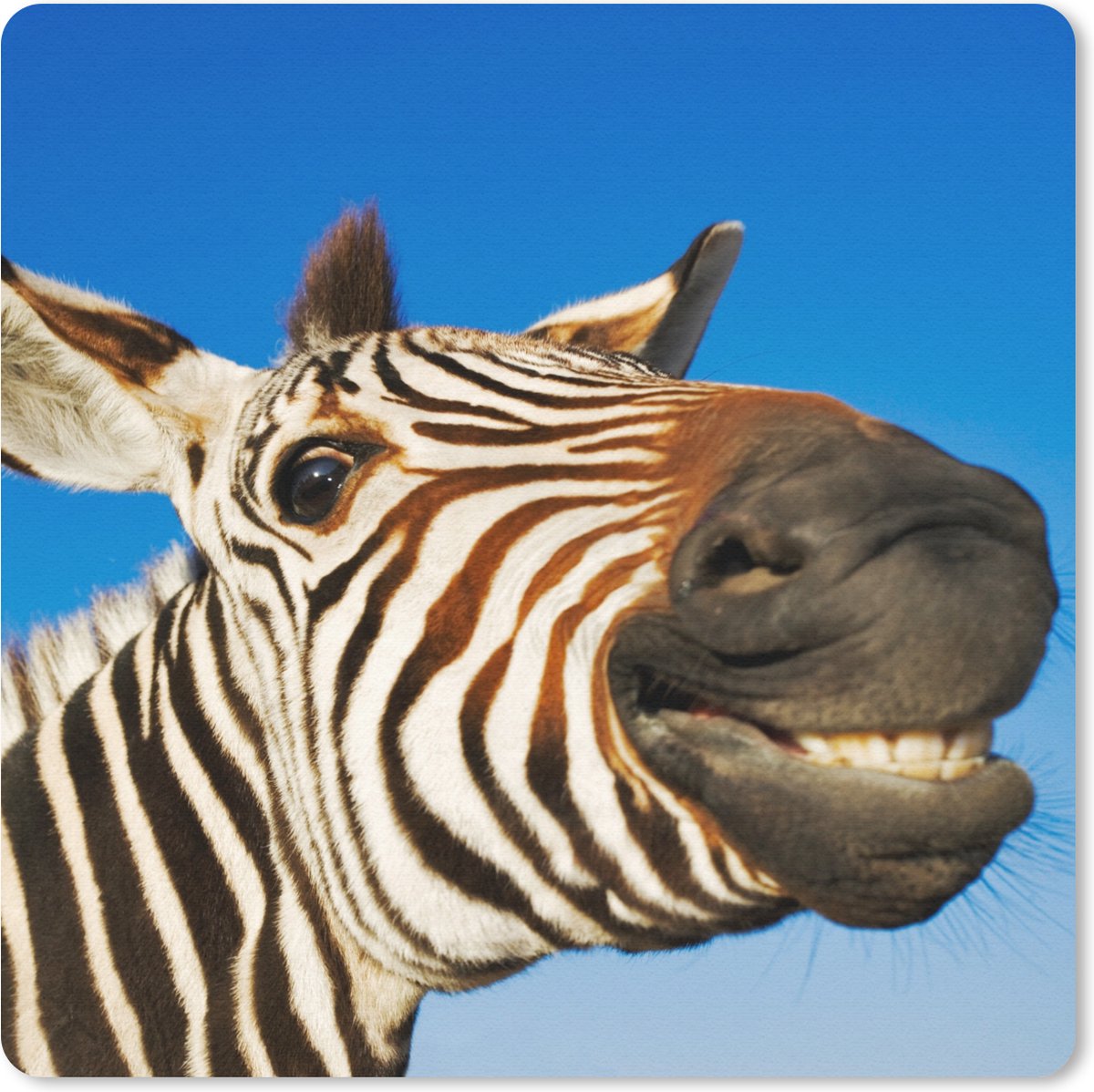 Muismat 20x20 cm - Mousepad Zebra - Grappig - Kinderen - Kids - Jongens - Meisjes - Muismatten