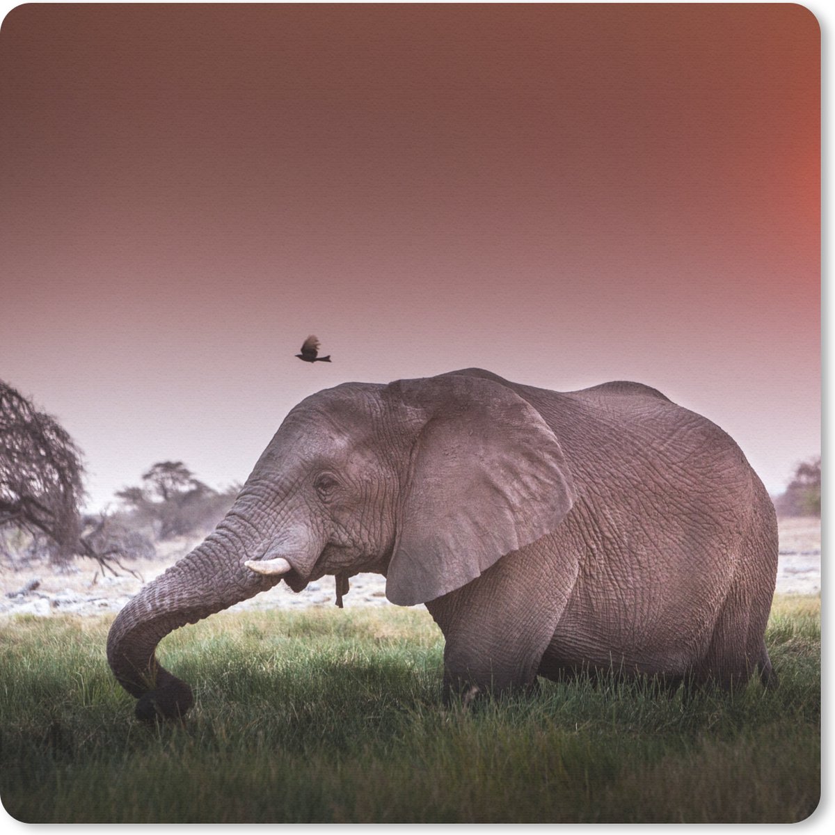 Muismat 20x20 cm - Mousepad Olifant - Gras - Zon - Dieren - Muismatten