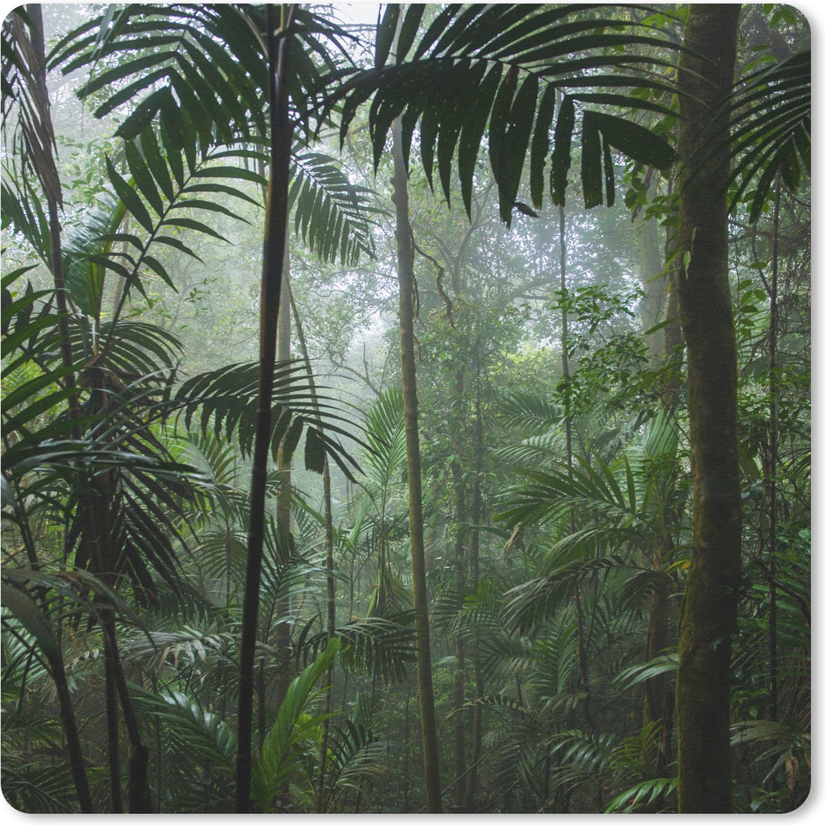 Muismat 20x20 cm - Mousepad Regenwoud - Tropisch - Jungle - Bomen - Planten - Muismatten
