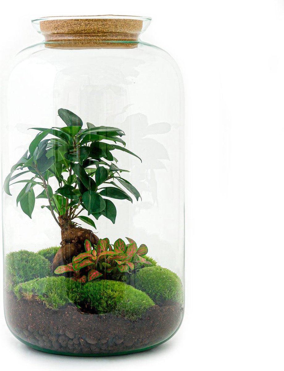 Green Harmony | DIY terrarium - Sven Bonsai -  43 cm