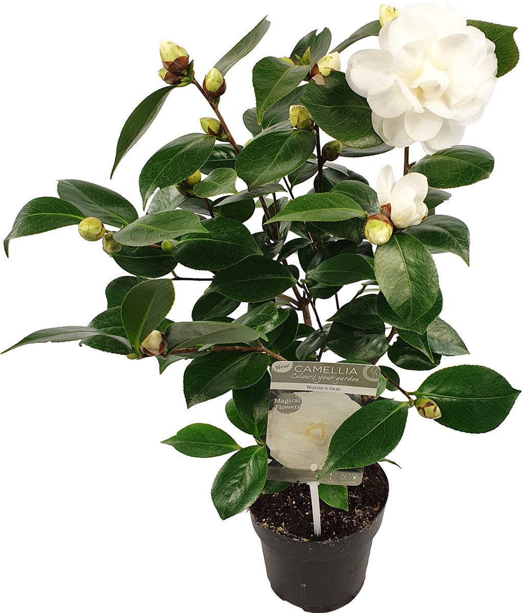 Bloomique - Camellia Japonica Nuccio's Gem - Japanse Roos - Wit - Tuinplanten - Groenblijvend - Winterhard - Hoogte 40-60 cm - Pot 15 cm