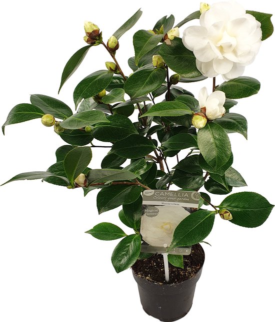 Camellia japonica 'Nuccio's Gem' met witte bloem en knoppen in een pot, met etiket.