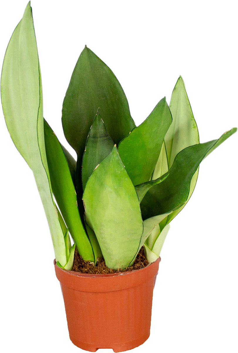 Bloomique - Sansevieria 'Moonshine' per stuk - 20-30 cm - Pot 9 cm - Hoogte 10-20 cm