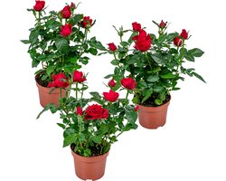 Bloomique - Set van 3 - Potroos Rood - Geschikt voor zowel binnen als buiten - Kamerplanten - Tuinplanten - Terrasplanten - Winterhard - Hoogte 20-30 cm - Pot 12 cm
