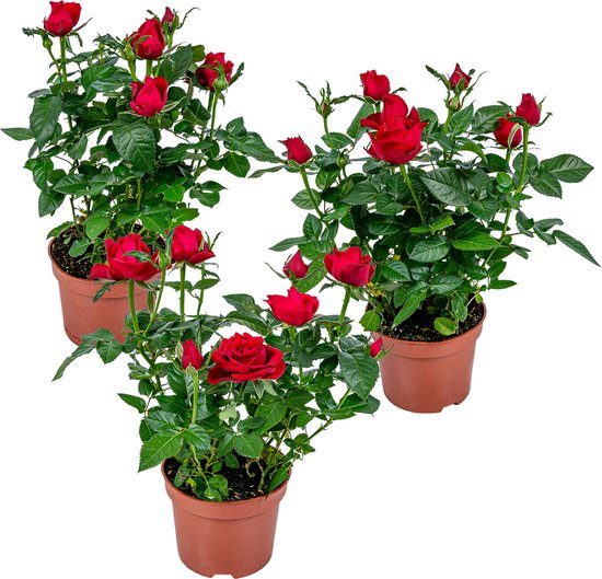 Bloomique - Lot de 3 - Rosier Nain Rouge - Plantes d’intérieur & extérieur - Terrasse & Jardin - Rustique - 20-30 cm de Haut - Pot 12 cm