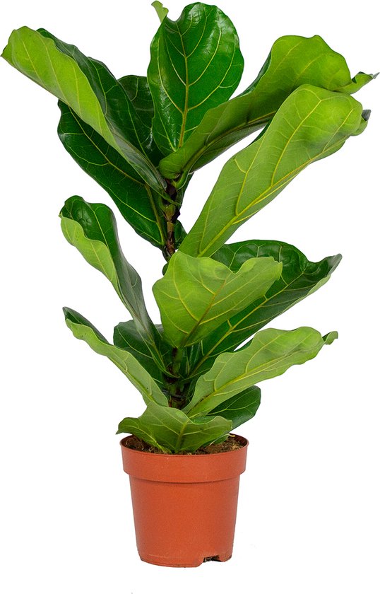 Ficus Lyrata