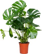 Bloomique - Monstera Deliciosa - Gatenplant - Kamerplanten - Luchtzuiverend - Gemakkelijk in onderhoud - 70-80 cm Hoog - Pot 21 cm