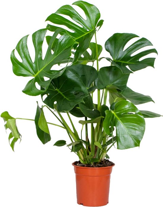 Foto: Monstera deliciosa gatenplant kamerplant luchtzuiverende plant voor binnen 21 cm 70 80 cm