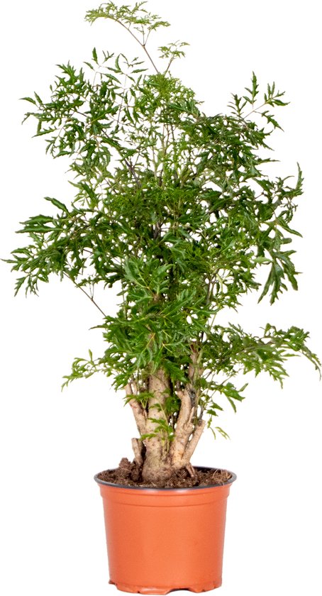 Foto: Polyscias ming aralia kamerplant bijzonder 12 cm 30 40 cm