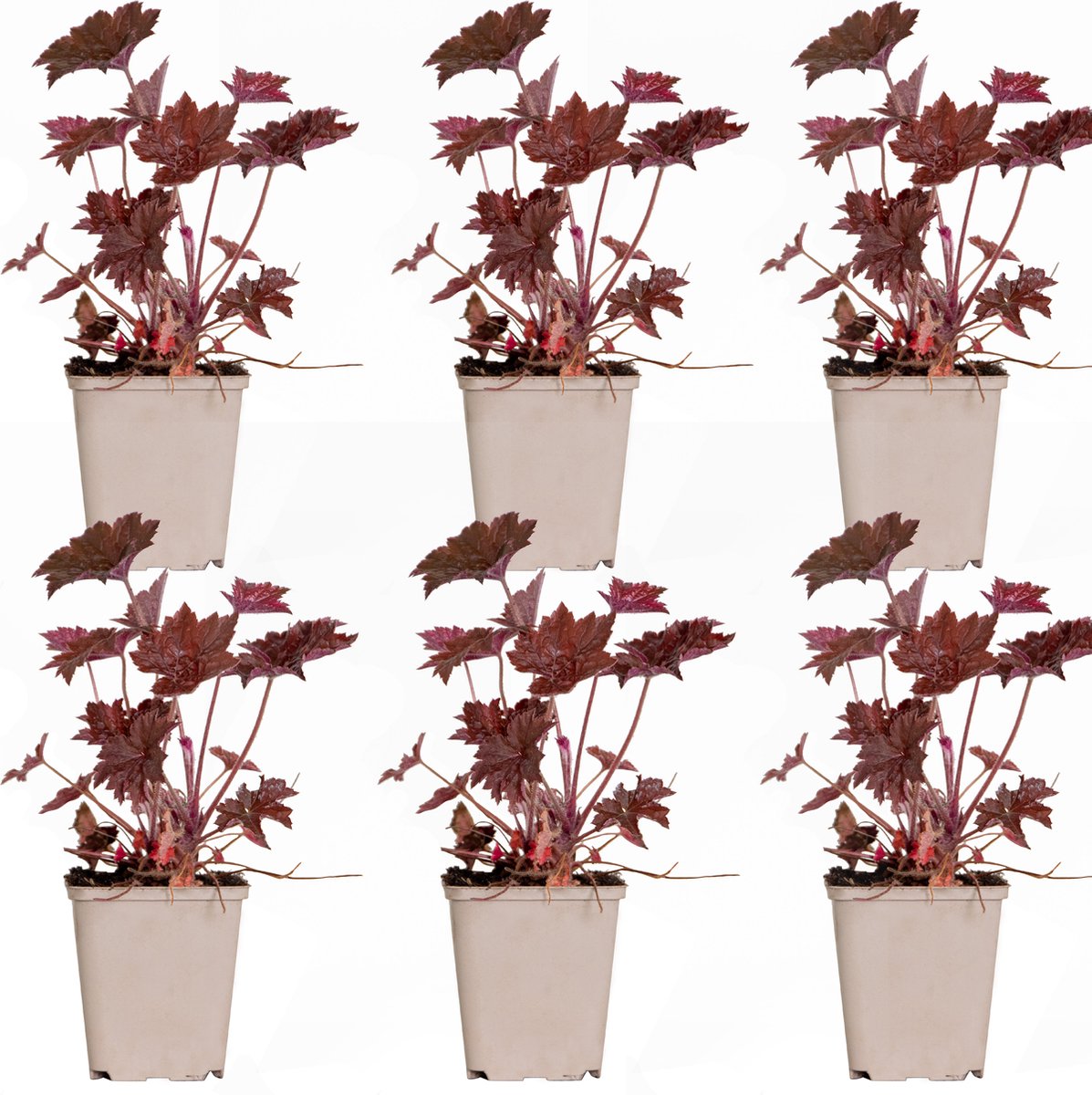 Bloomique - Set van 6 - Heuchera Micrantha Palace Purple - Purperklokje - Tuinplanten - Winterhard - Diervriendelijk - Hoogte 10-20 cm - Pot 9x9 cm