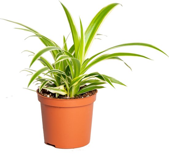 Mini Graslelie | Chlorophytum 'Ocean' | Kamerplant in kwekerspot ⌀7 cm - ↕12-15 cm