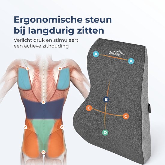 Gedetailleerde anatomische illustratie van rugspieren naast een grijs rugkussen met markeringen A, B, C, D.