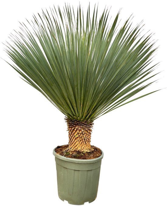 Trendyplants