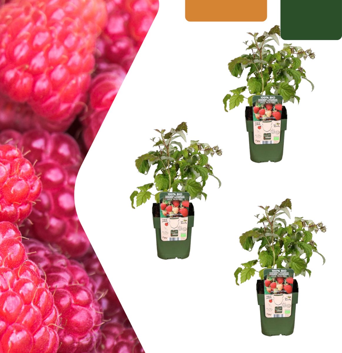 Tuinplantenshop.com | Frambozenplanten - Rubus idaeus - biologisch | 3 stuks - Ø13cm - 20cm hoog - Tuinplant - Groente & Fruit
