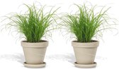 DutchLeafs Cyperus Zumula Kattengras in Terracotta Bloempot Graniet - 2 Stuks - Kwekerspot 12 cm - Hoogte: 20-25 cm - Kamerplant - Diervriendelijke Plant voor Binnen
