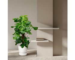 Monstera Deliciosa XXL - 150cm - ⌀27