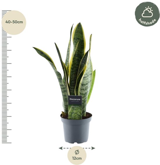 Sansevieria Laurentii - 45 cm - ø12