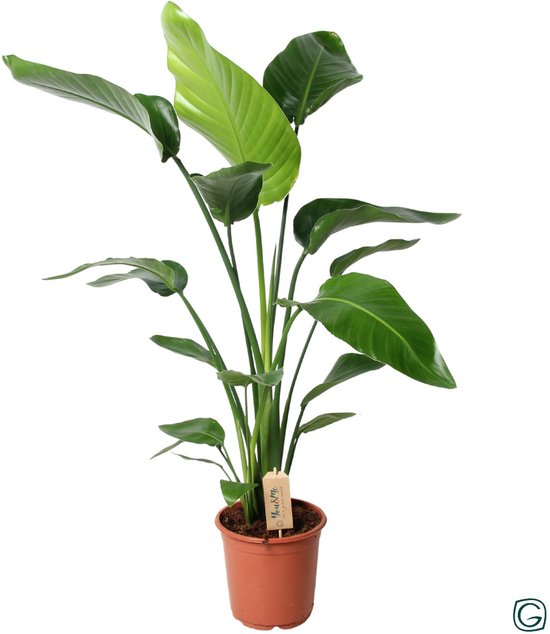 Strelitzia Nicolai Bird of Paradise - Hoogte 90cm - Pot 21cm
