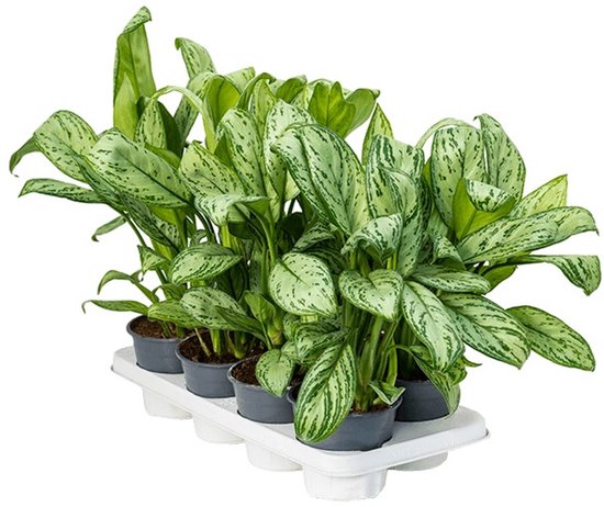 Aglaonema Christina kopen