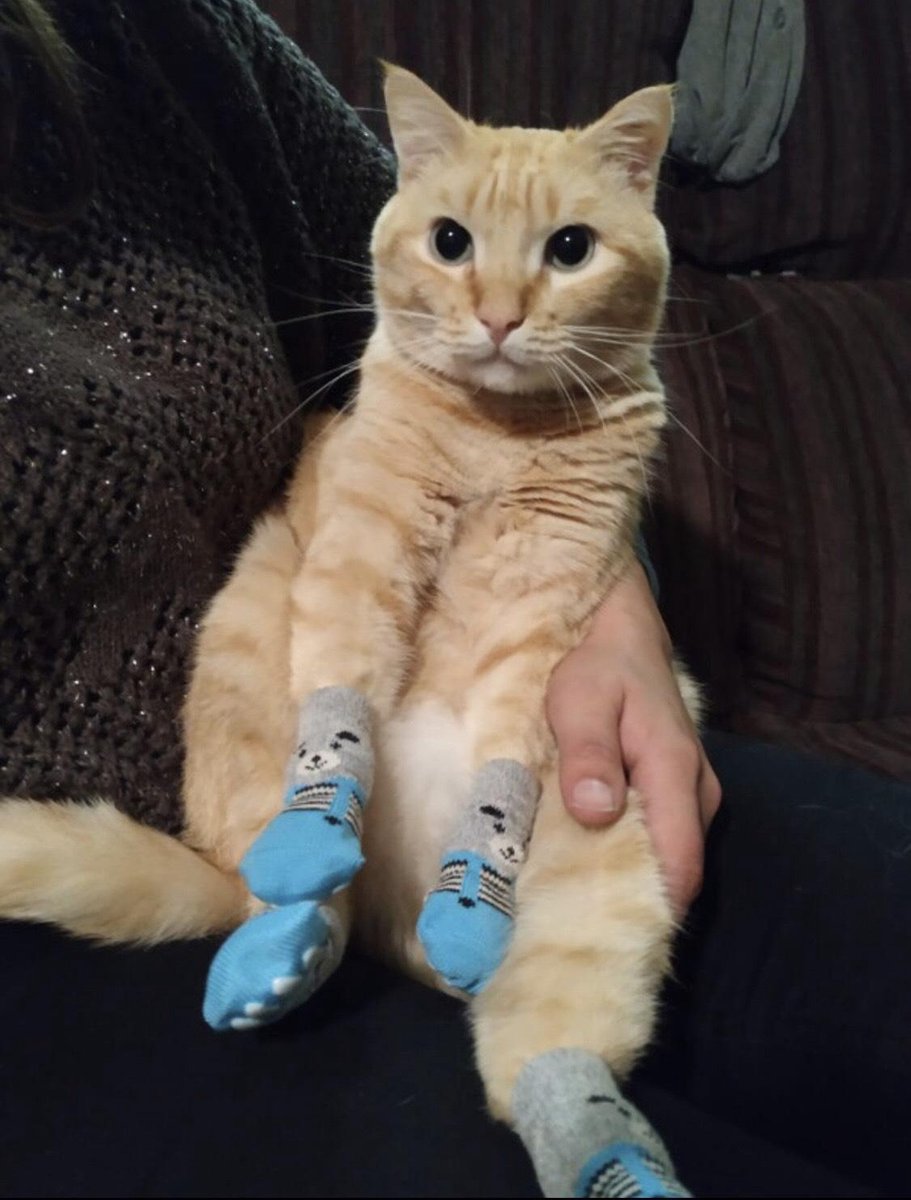 Hond Geen Slip Sokken Schoenen Voor Kleine Honden, 4 Stks Waterdichte Pootbesche